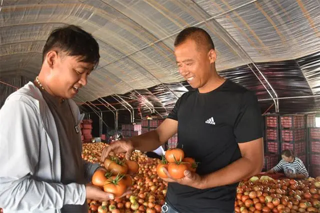 种植西红柿致富报道_致富西红柿种植报道视频_致富西红柿种植报道怎么写