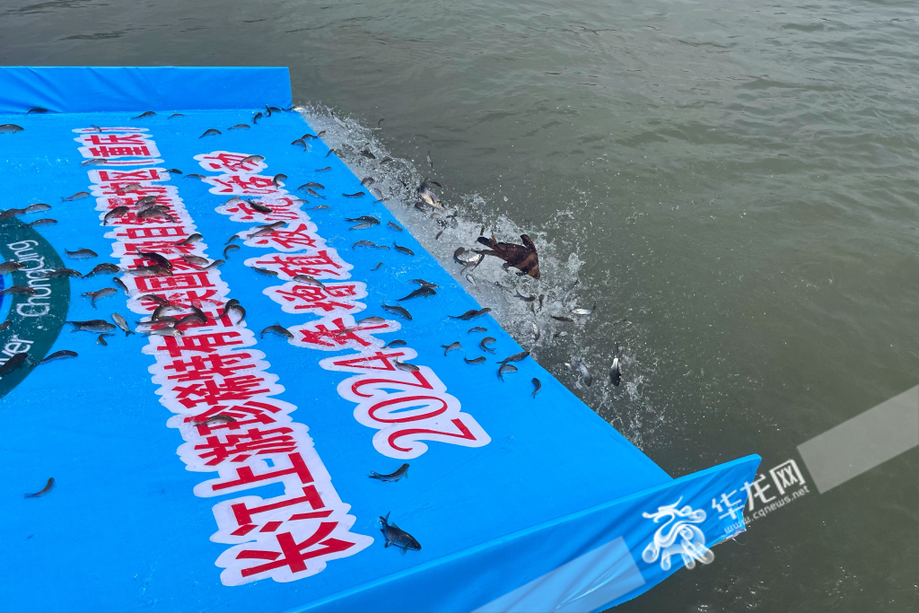 岩鲤人工养殖周期_岩鲤鱼养殖生长周期_岩原鲤养殖技术