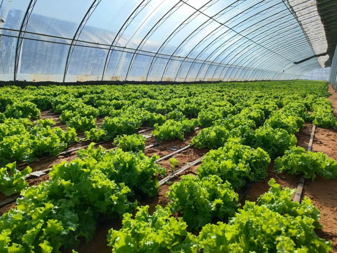 致富西红柿种植报道稿_种植西红柿致富报道_致富经西红柿种植技术