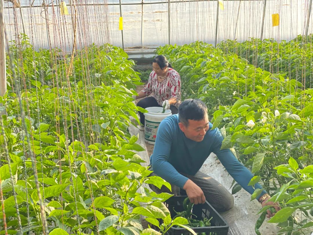 种植西红柿致富报道_致富西红柿种植报道稿_致富经西红柿种植技术