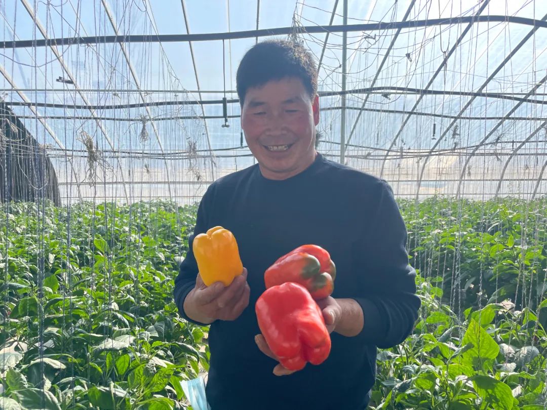 种植西红柿致富报道_致富西红柿种植报道稿_致富经西红柿种植技术