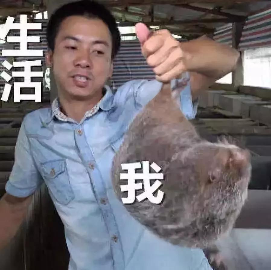 母竹鼠养殖技术视频_竹鼠养殖技术视频高清_竹鼠养殖前景