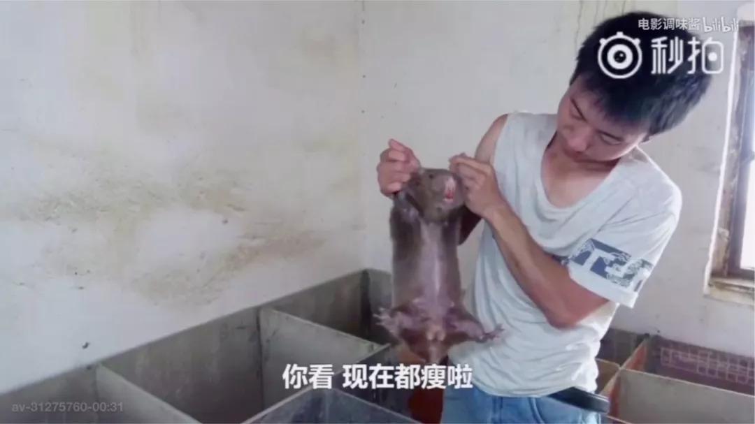竹鼠养殖前景_竹鼠养殖技术视频高清_母竹鼠养殖技术视频