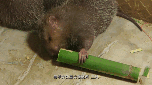 母竹鼠养殖技术视频_竹鼠养殖技术视频高清_竹鼠养殖前景