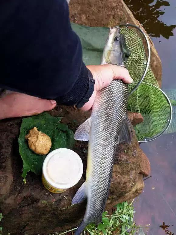 磷对养殖水体的影响_水产养殖磷_大磷鲃养殖技术