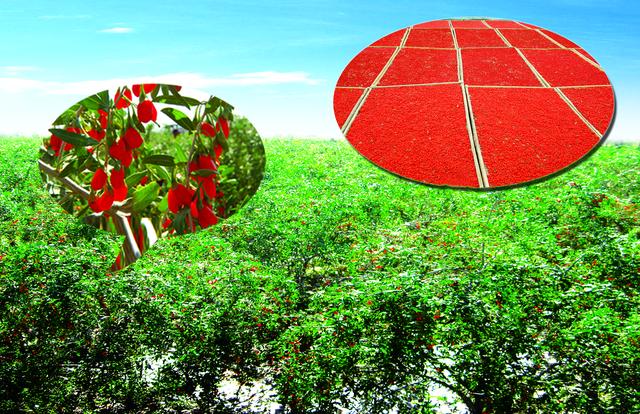 致富枸杞种植农民视频_农民致富种植枸杞_致富枸杞种植农民图片