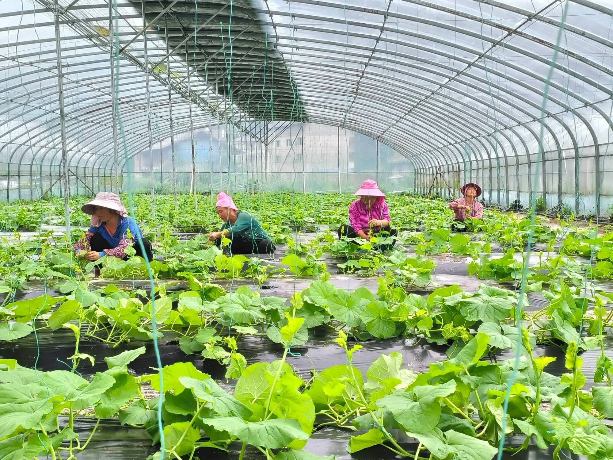 贵州台江：种下“黄金瓜” 架起致富梦