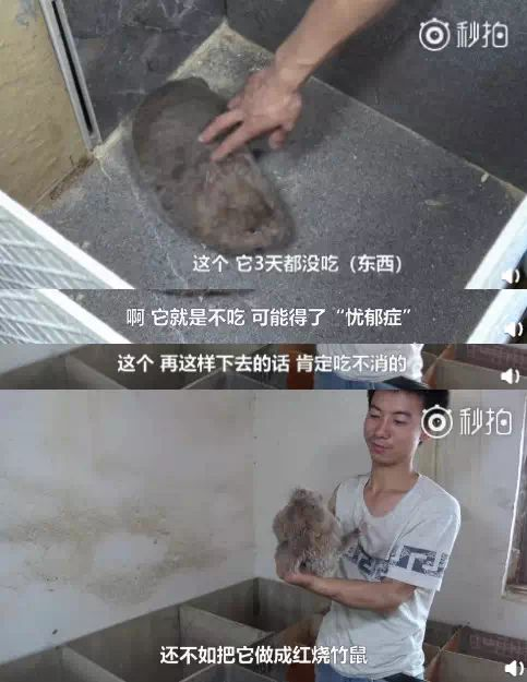 竹鼠养殖视频致富经_母竹鼠养殖技术视频_竹鼠养殖前景