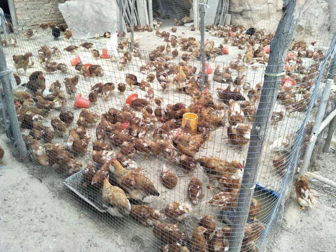 致富经土鸡养殖技术视频_土鸡养殖致富新闻_新闻致富养殖土鸡视频