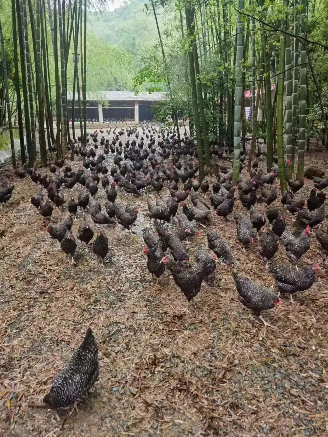 致富经土鸡养殖技术视频_土鸡养殖致富新闻_土鸡养殖致富经2019年全集