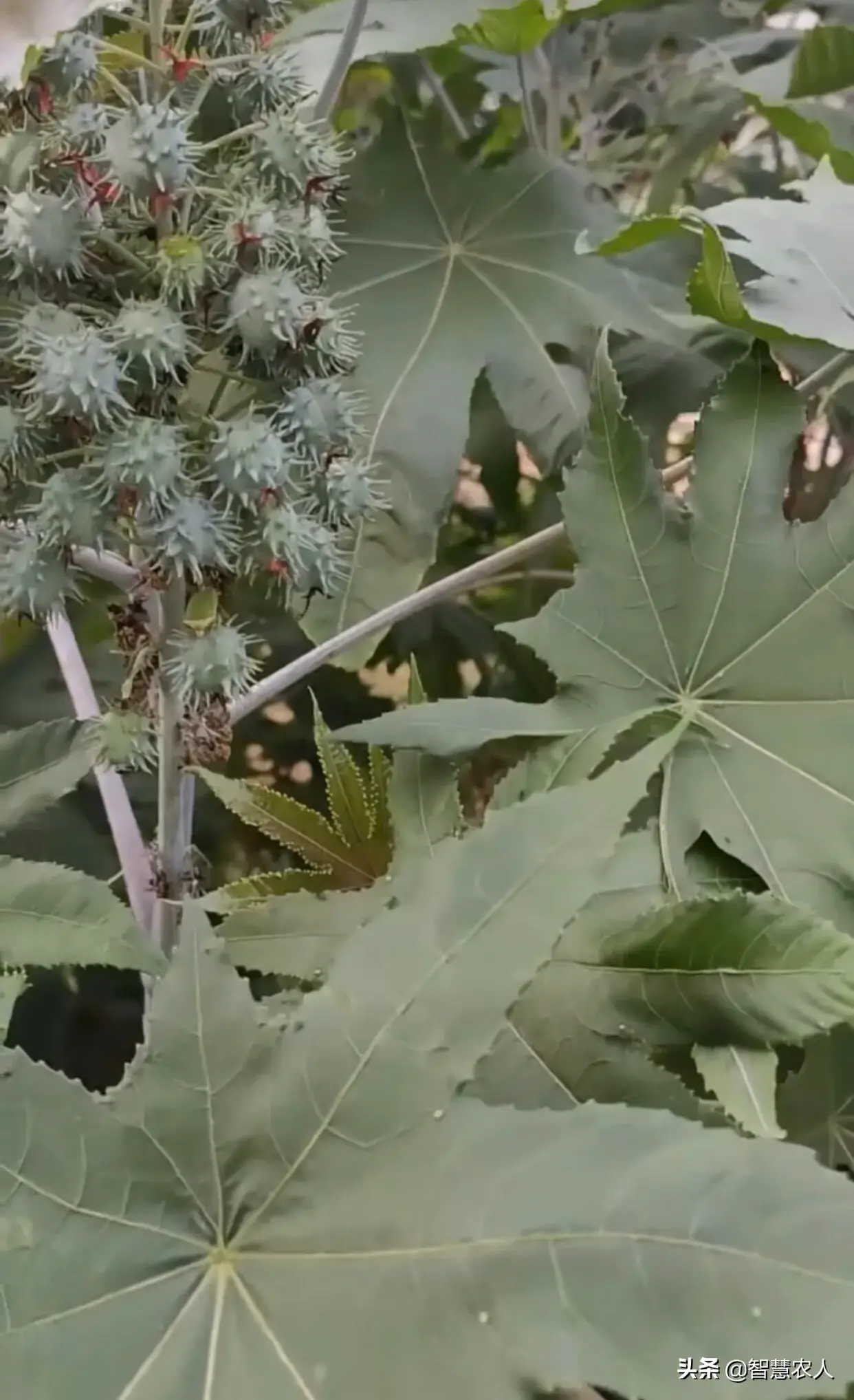 致富经蓖麻种植_种植蓖麻一亩地能挣多少钱_致富经蓖麻种植视频