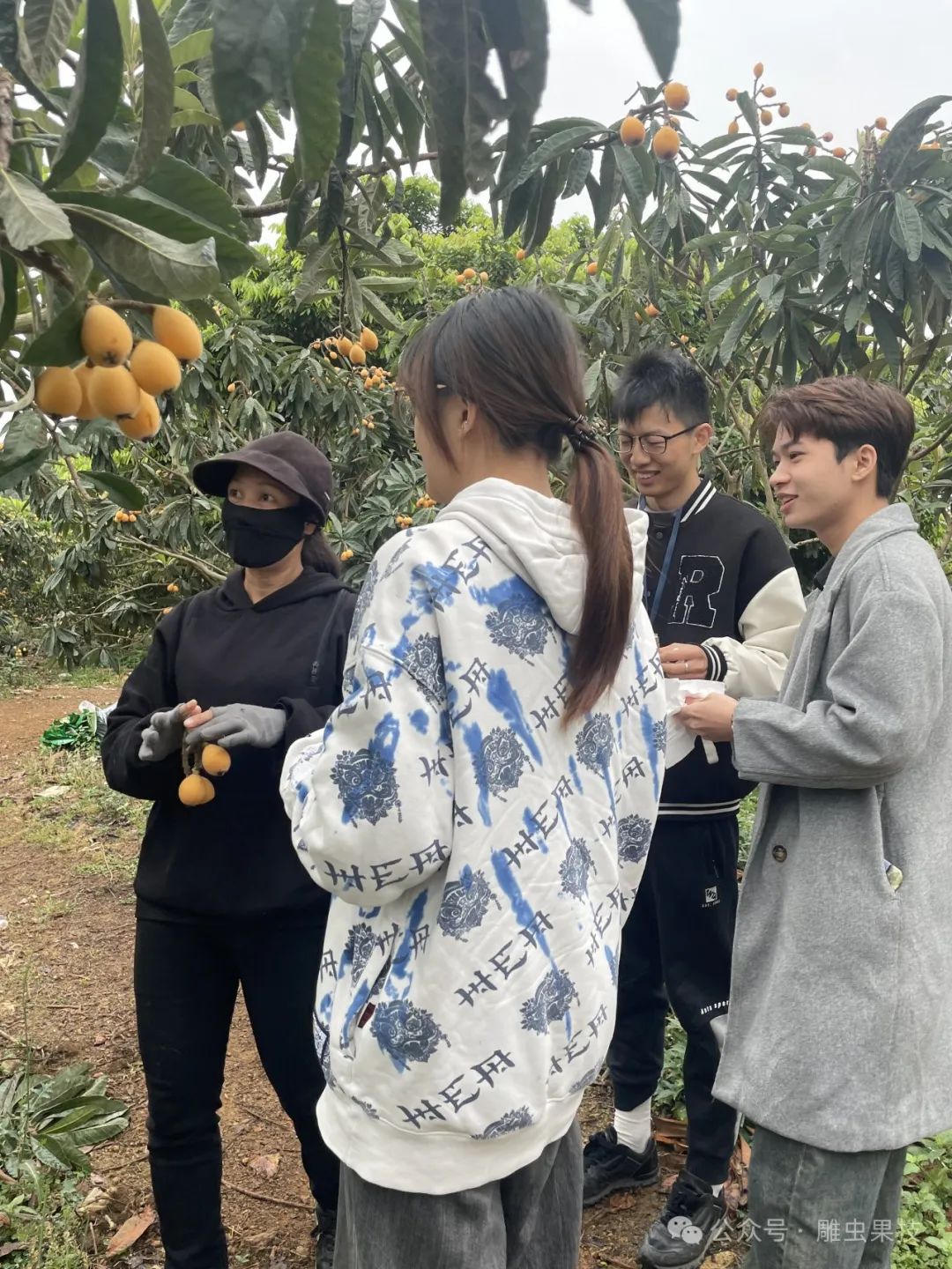 枇杷仔种植技术_枇杷子种植_怎样种植枇杷种子