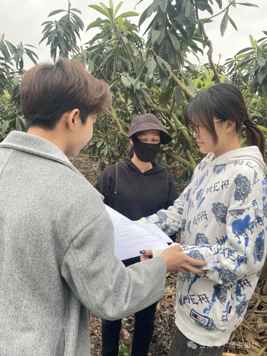 枇杷子种植_怎样种植枇杷种子_枇杷仔种植技术