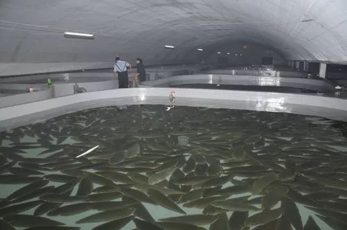 海水养殖模式_海水养殖四化养殖技术_养殖海水四化技术有哪些
