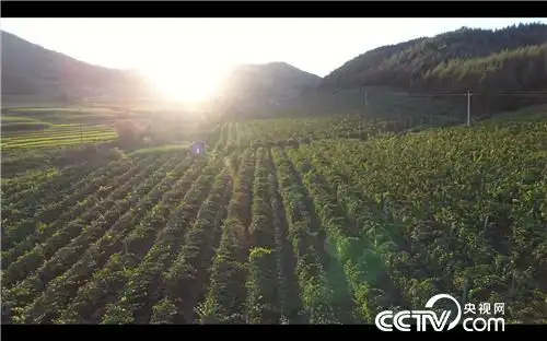 [致富经]冰天雪地 做黑豆腐 让他年卖7000万 20190124