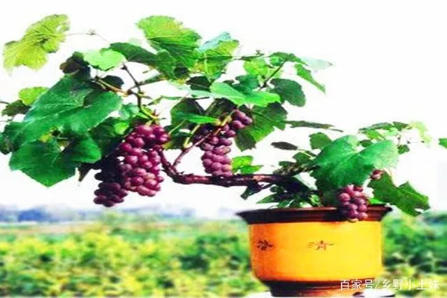 盆栽葡萄养殖技术_盆栽葡萄养殖方法和注意事项_盆栽养殖葡萄技术要点