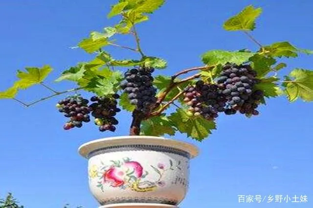 盆栽葡萄养殖方法和注意事项_盆栽葡萄养殖技术_盆栽养殖葡萄技术要点