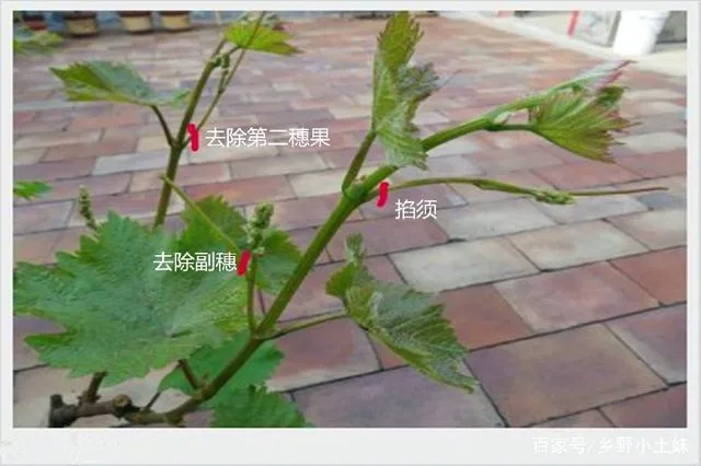 盆栽葡萄养殖技术_盆栽养殖葡萄技术要点_盆栽葡萄养殖方法和注意事项