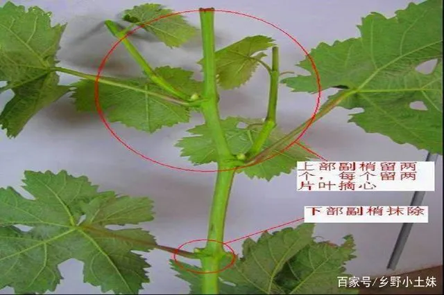 盆栽葡萄养殖技术_盆栽葡萄养殖方法和注意事项_盆栽养殖葡萄技术要点