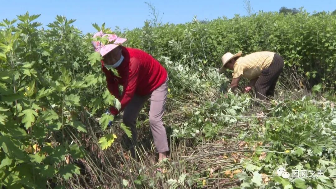 蕲春艾草种植_蕲艾怎么种植_蕲艾种植致富