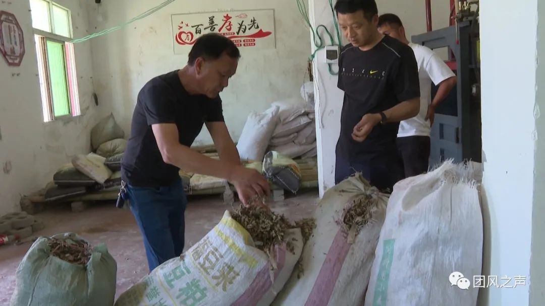 蕲艾种植致富_蕲艾怎么种植_蕲春艾草种植