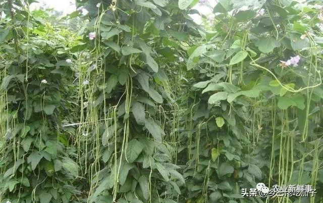 豆荚种植技术_种植豆荚致富_致富种植豆荚怎么样
