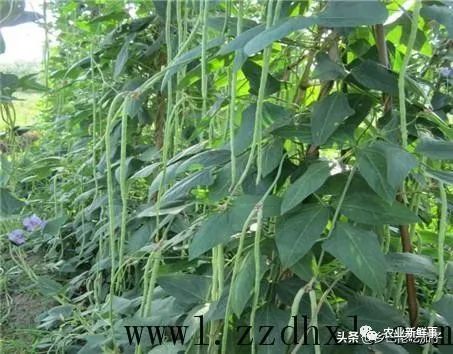 致富种植豆荚怎么样_豆荚种植技术_种植豆荚致富