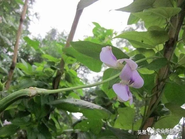 种植豆荚致富_致富种植豆荚怎么样_豆荚种植技术