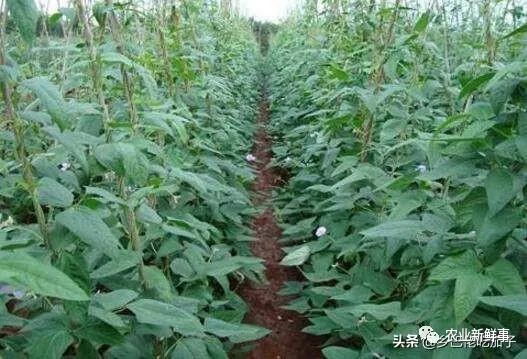 种植豆荚致富_豆荚种植技术_致富种植豆荚怎么样