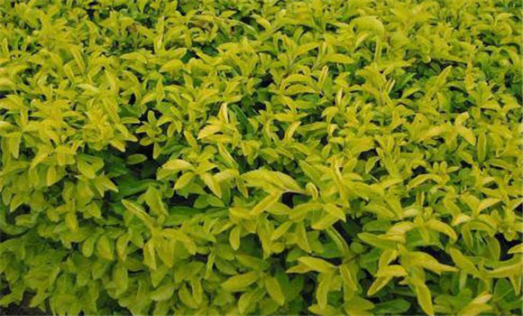 连翘种植密度 连翘种植管理技术要点