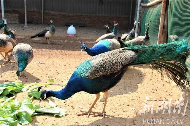 孔雀养殖视频每日农经_致富经采访孔雀养殖视频_孔雀养殖视频致富经