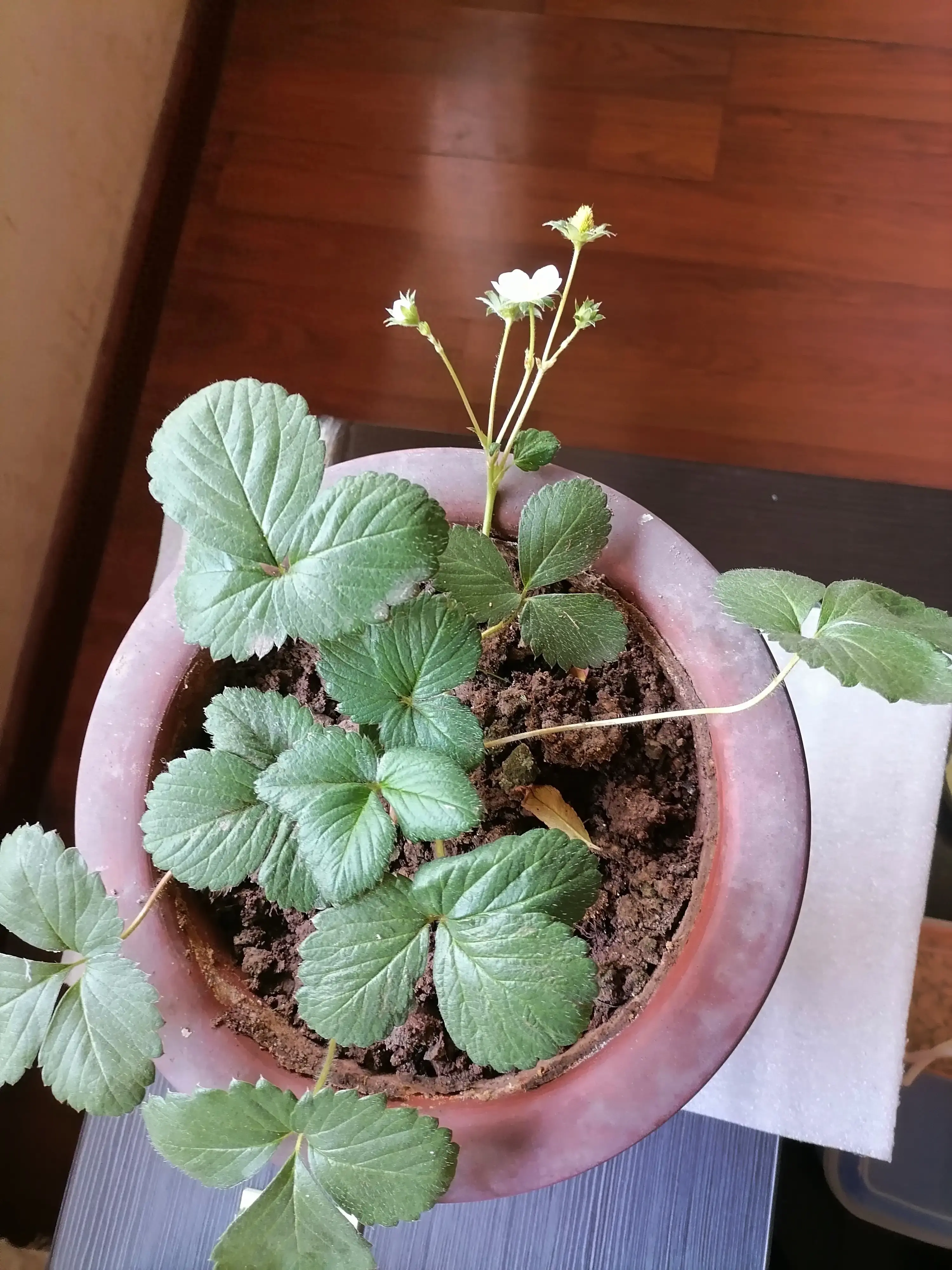 猫冬日常：冬日窗台草莓结果中，脐橙也快成熟了