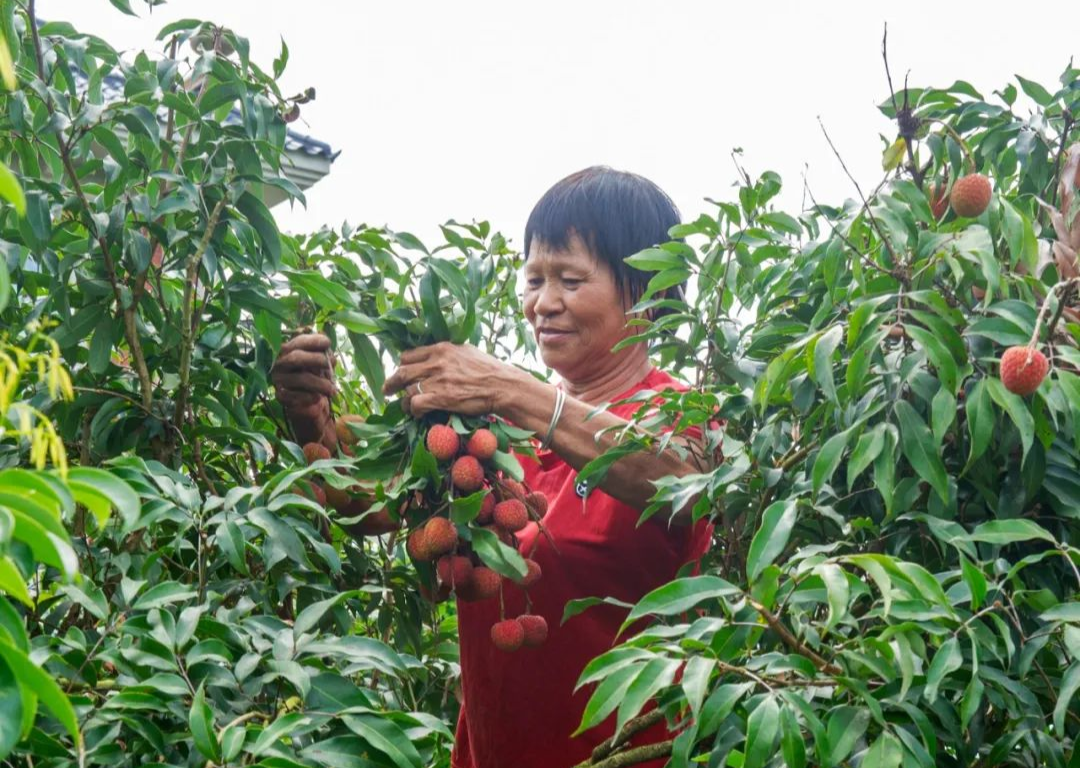 致富种植荔枝挂绿什么意思_挂绿荔枝种植致富_挂绿荔枝不能大面积种植吗