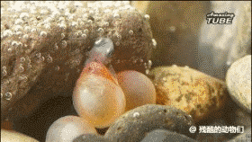 养殖草鱼鱼苗技术视频_草鱼的鱼苗养殖技术_草鱼苗养殖