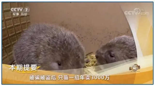 最近致富经_2020致富经_今年的致富经