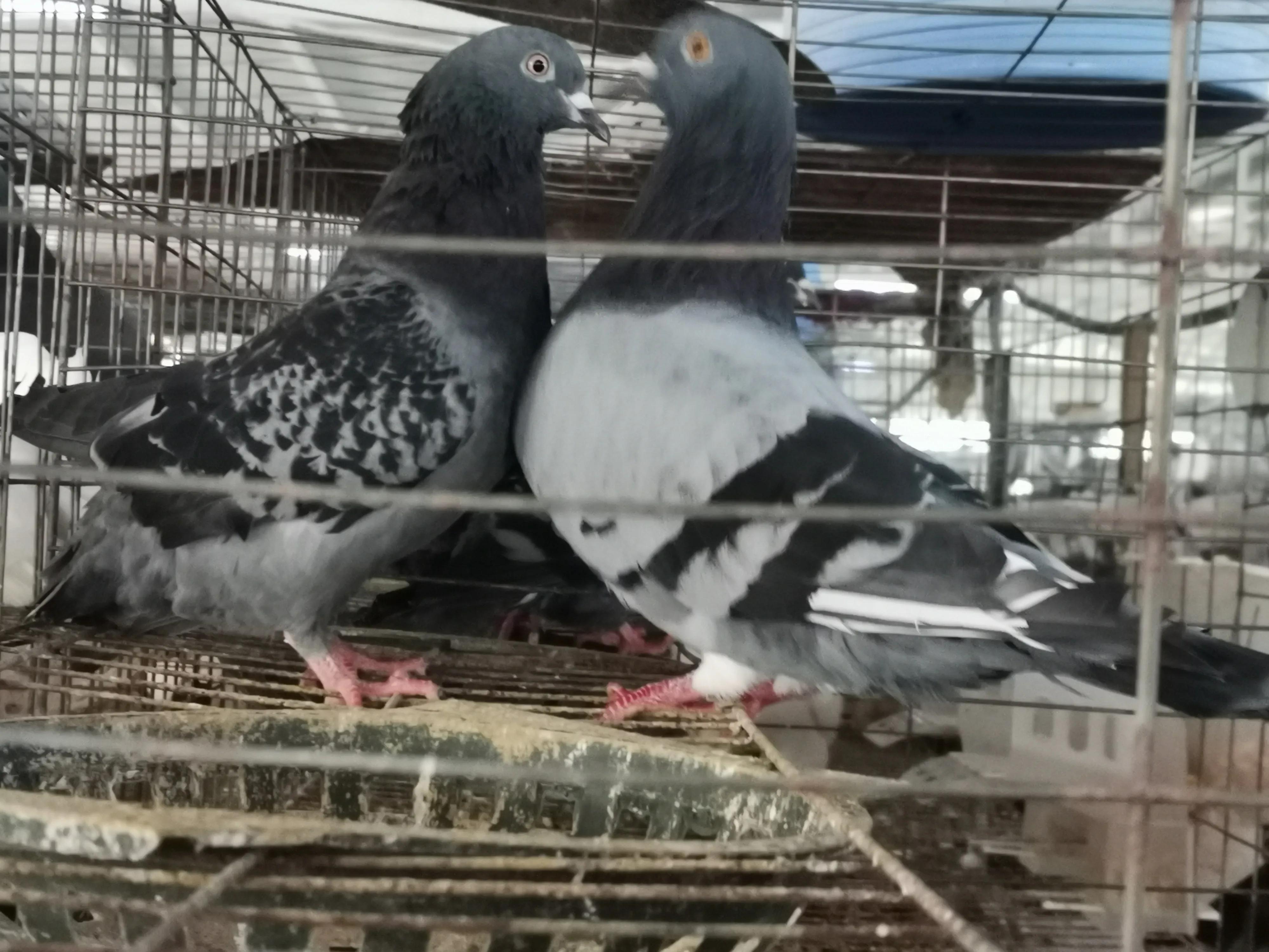 致富经养鸽子致富视频_养鸽 致富经_致富经观赏鸽养殖视频