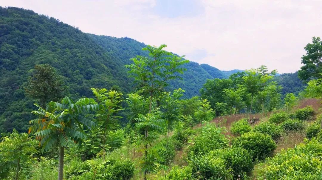 漆树养殖技术_漆树栽培技术_漆树栽培