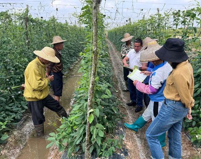 海口市农技中心组织技术人员赴旧州镇开展豇豆病虫害防治及安全用药现场培训
