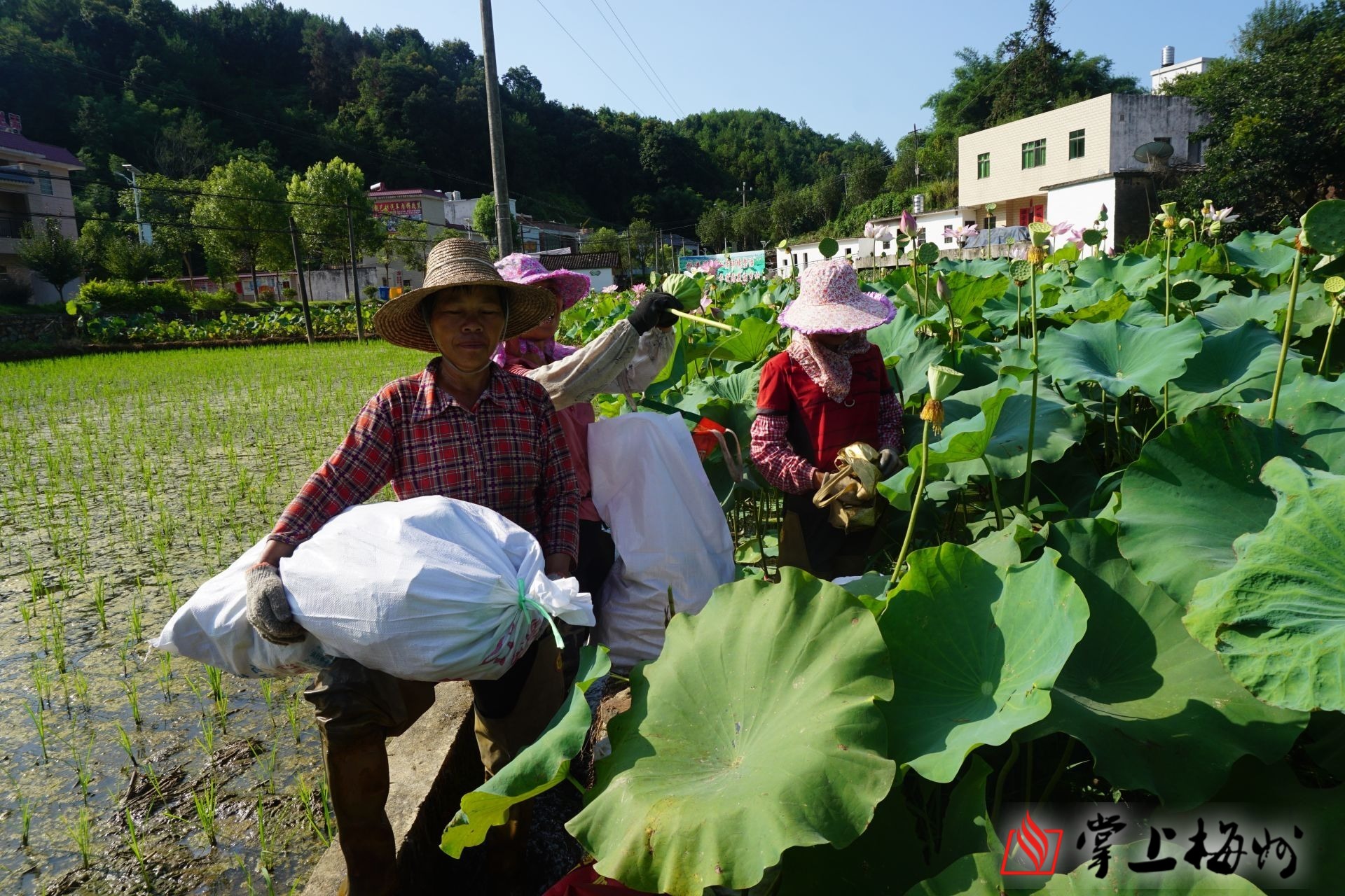 三创大赛项目丨莲子种植及莲子产业化：莲子产业别样红