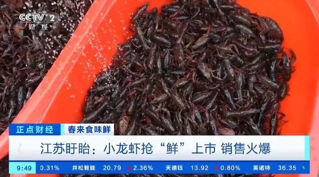 致富经小龙虾养殖_致富经小龙虾养殖技术_中央7致富经小龙虾