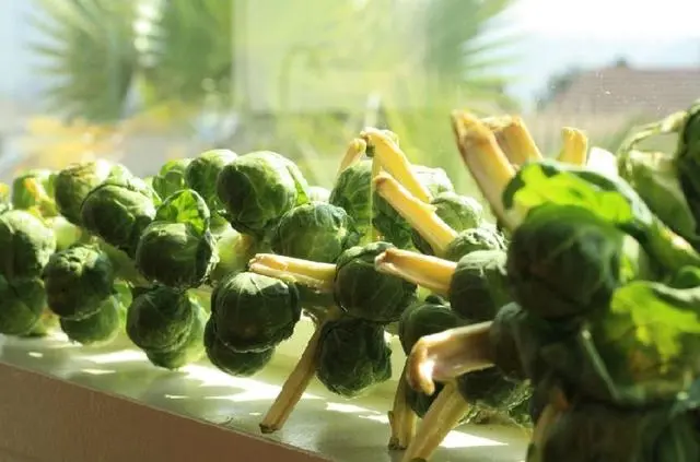 抱子甘蓝种植致富_抱子甘蓝亩产量多少_种植抱子甘蓝利润成本