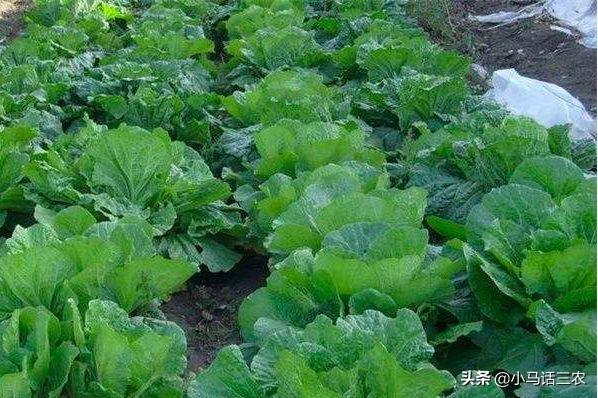 秋季白菜怎么种_白菜秋季种植技术_秋季白菜种植技术与管理