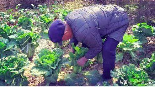 秋季白菜种植技术与管理_白菜秋季种植技术_秋季白菜怎么种