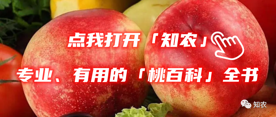 桃园绿肥种植：促进生长，改善品质的智慧之道