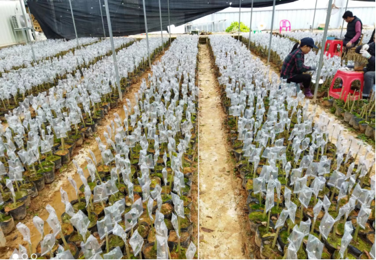沉香种植技术及栽培方法_沉香如何种植技术_沉香种植技术与管理