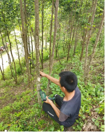 沉香如何种植技术_沉香种植技术与管理_沉香种植技术及栽培方法
