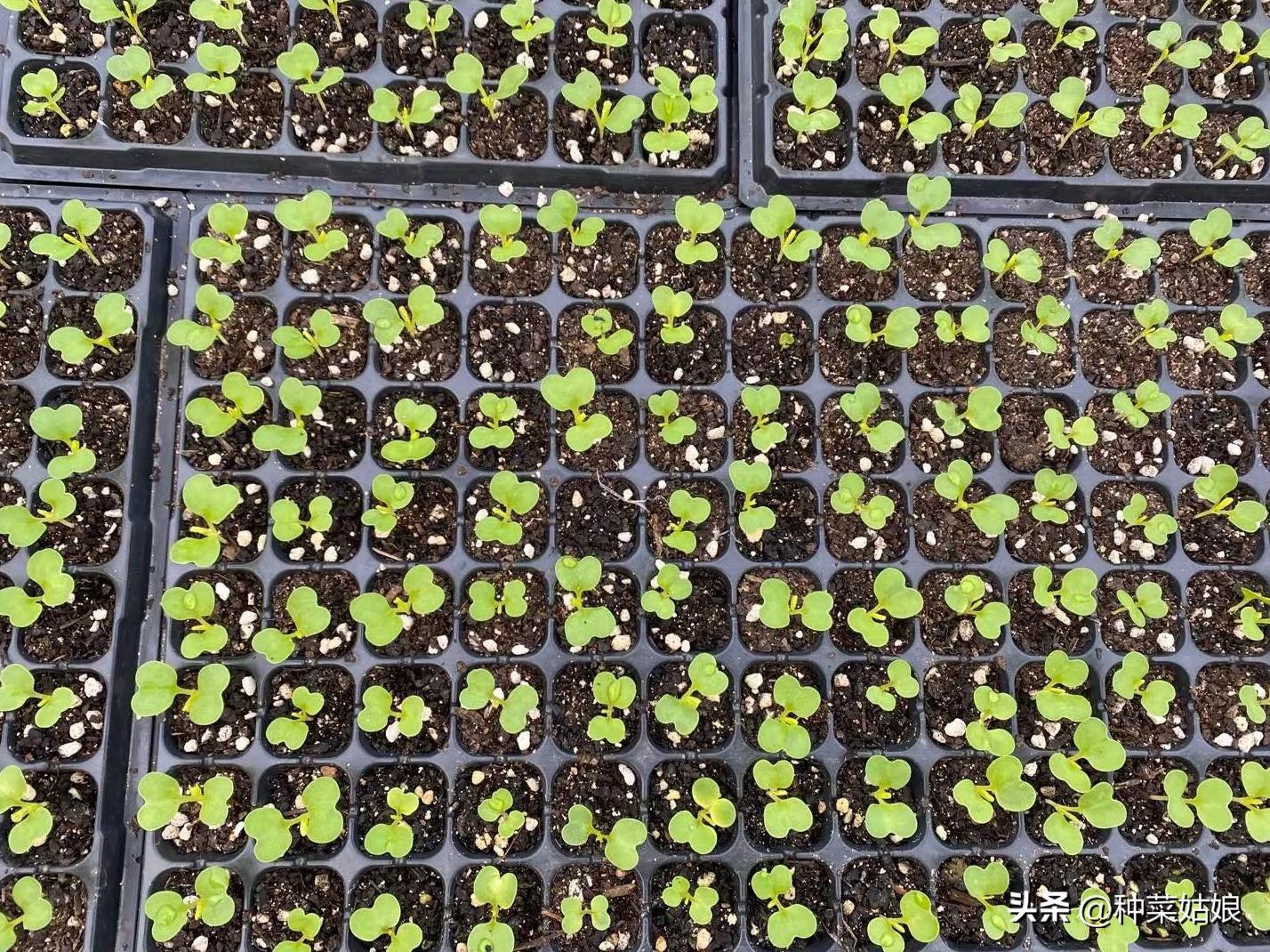 秋季白菜种植技术视频_秋季最好的白菜种子怎么种_白菜秋季种植技术