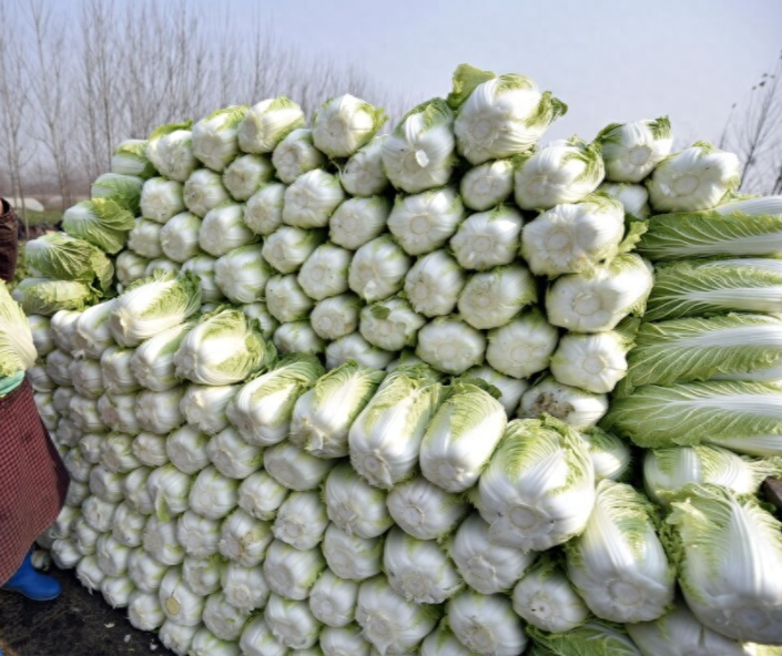 秋季白菜怎么种_秋季最好的白菜种子怎么种_白菜秋季种植技术