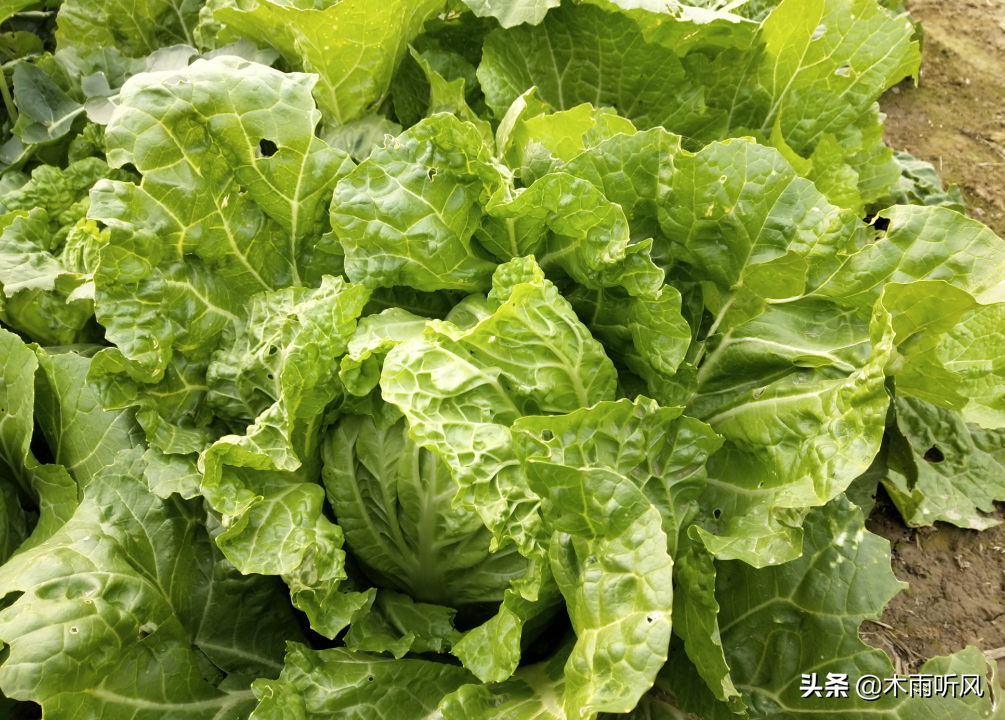 秋季种植出优质的大白菜，需要注意什么？