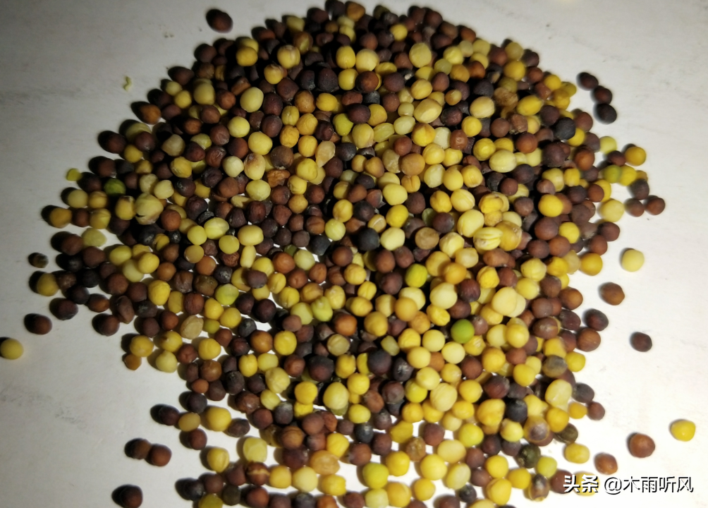 白菜秋季种植技术_秋季白菜种植技术与管理_秋季白菜种植技术视频